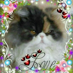 Meet your Posher, Ellen